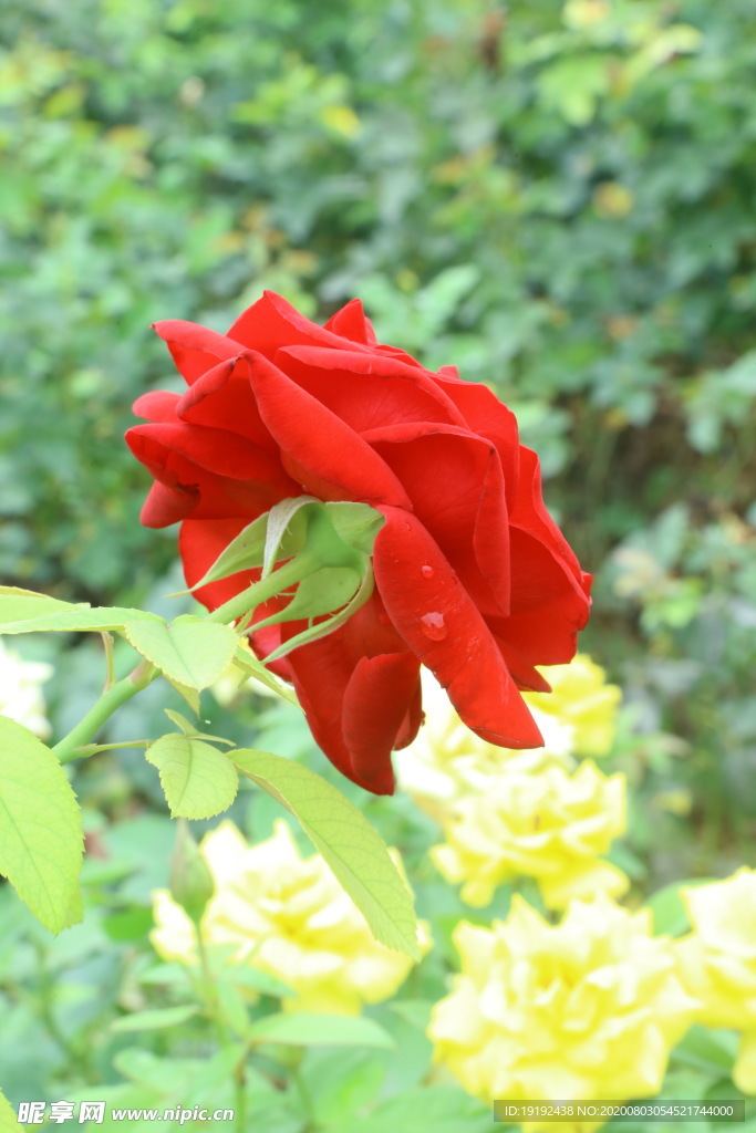 月季花