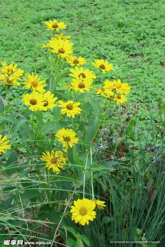 园林花草