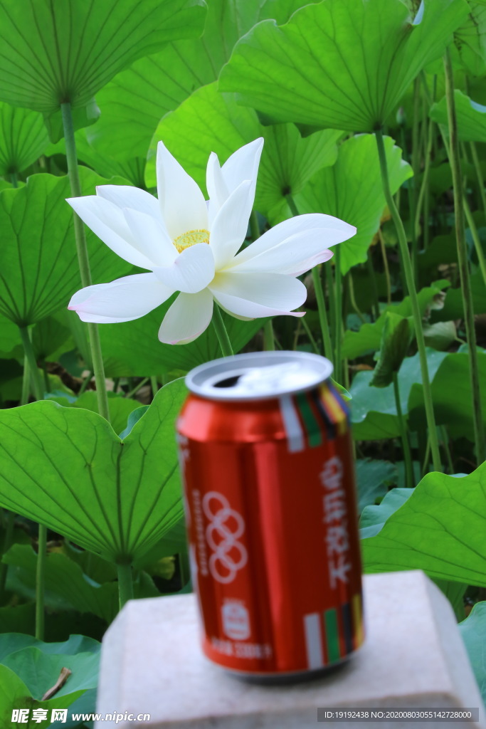 荷叶荷花