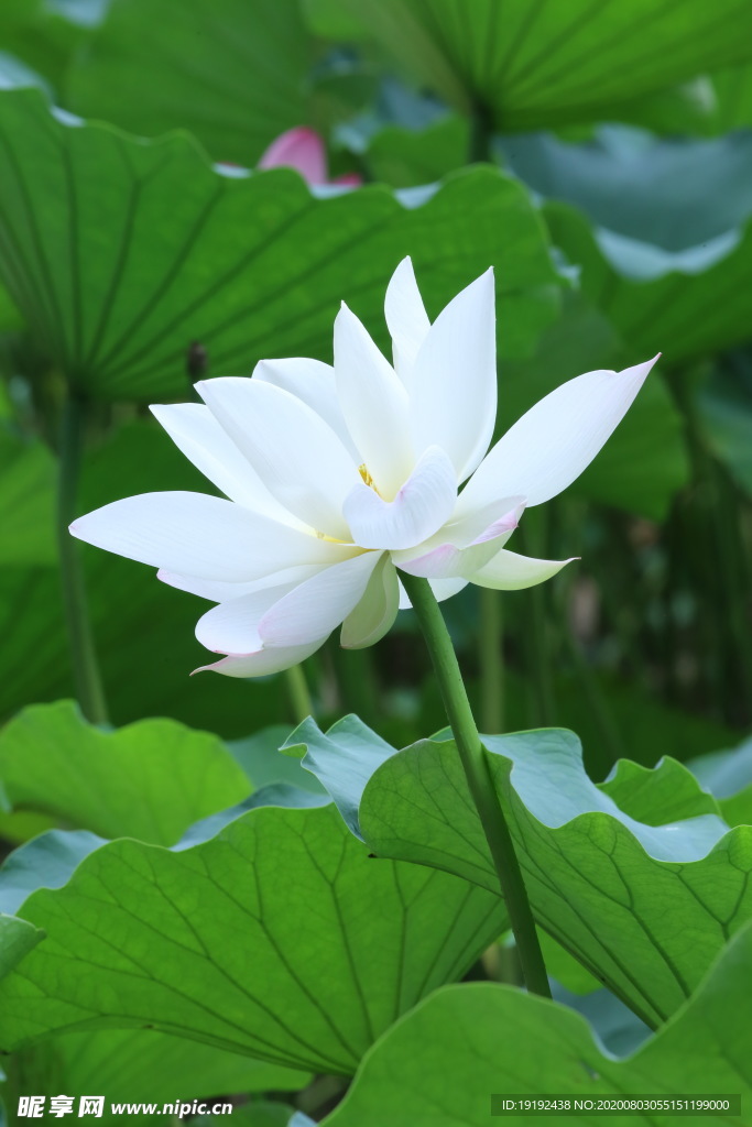 荷叶荷花