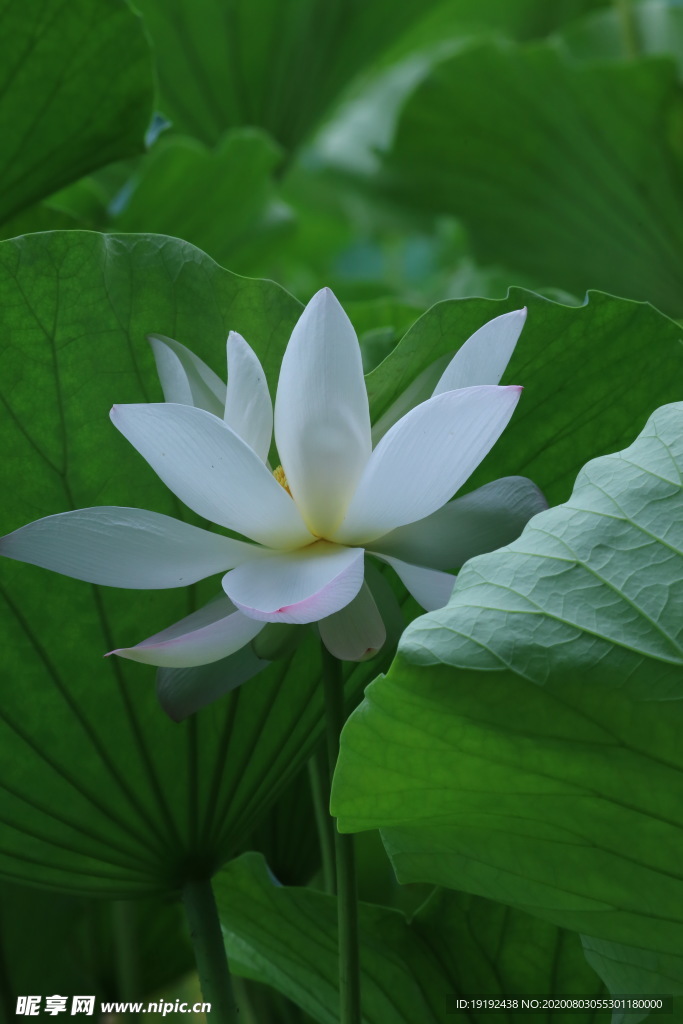 荷叶荷花