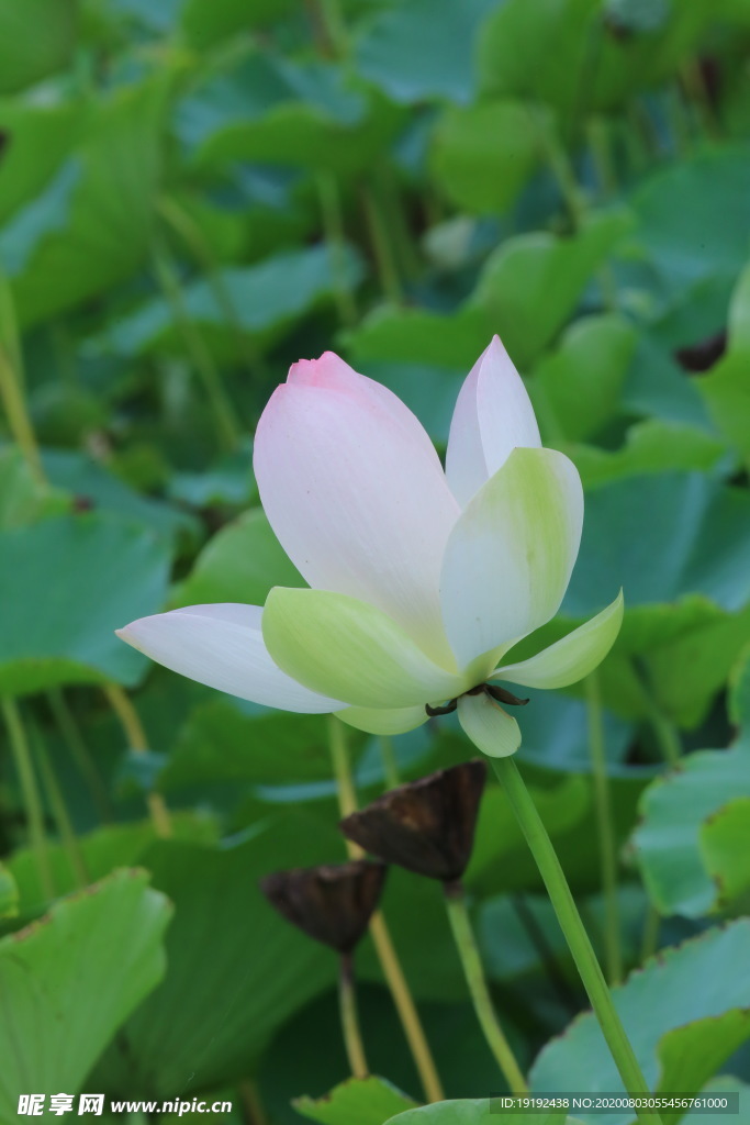 荷叶荷花
