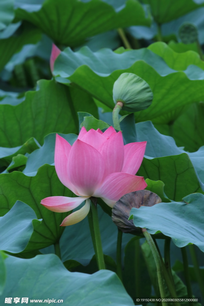 荷叶荷花