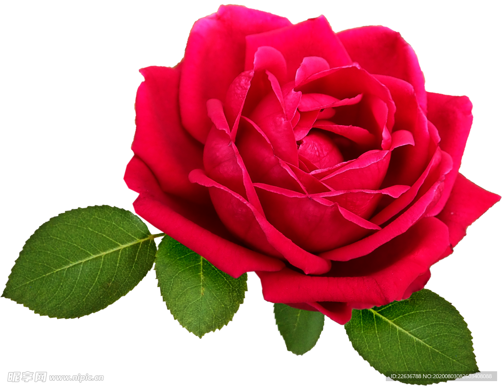 玫瑰花