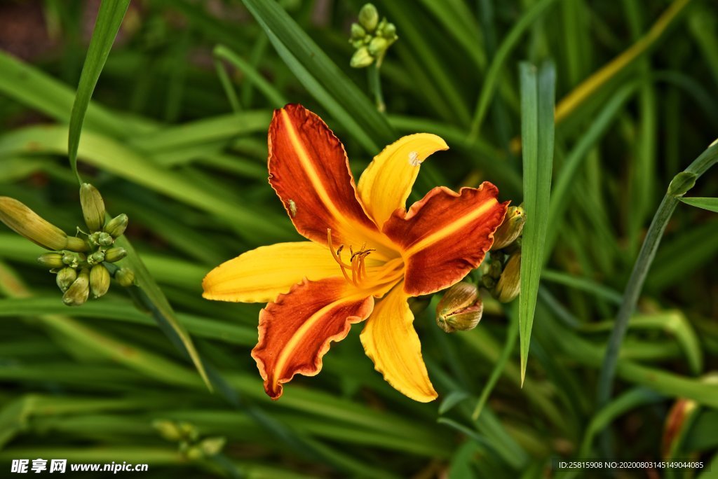 百合花