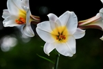 百合花