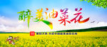 油菜花
