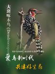 爱鸟新时代 大斑啄木鸟