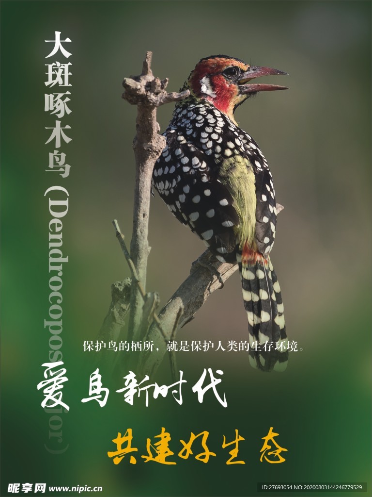 爱鸟新时代 大斑啄木鸟