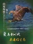 爱鸟新时代 白尾海雕