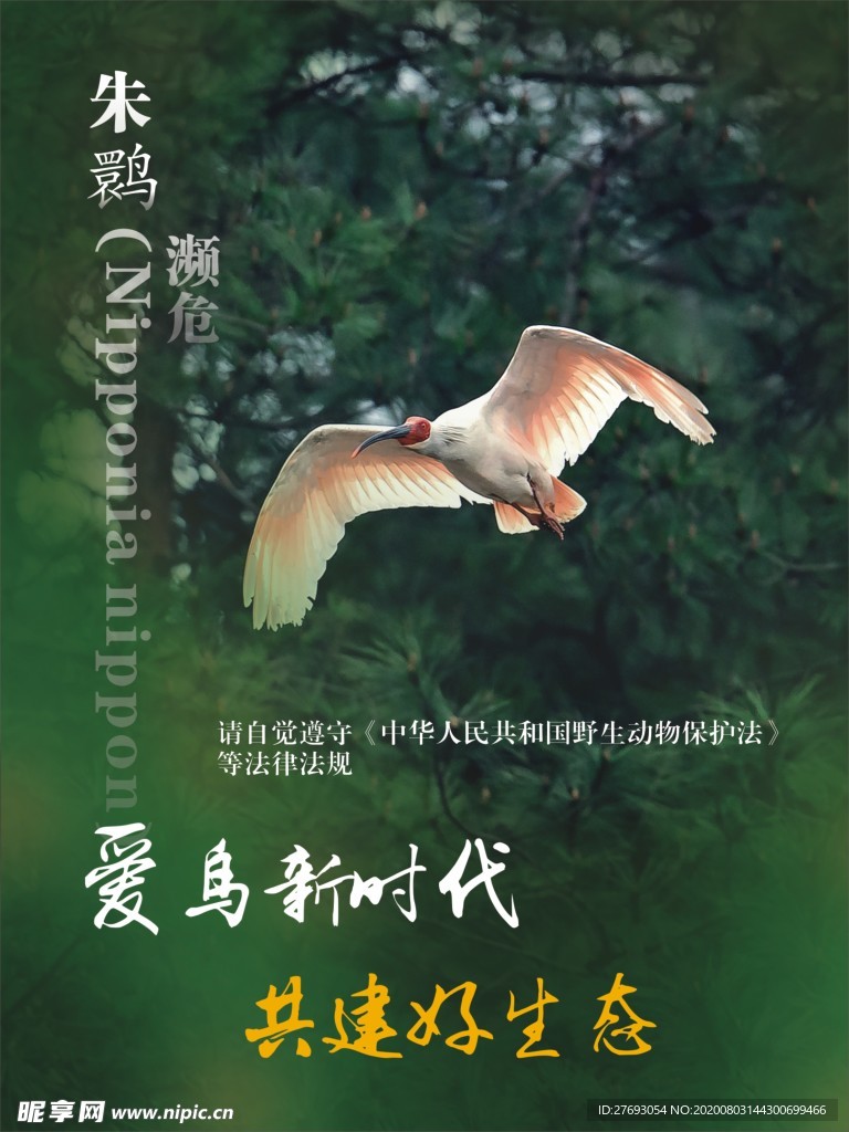 爱鸟新时代 朱鹮