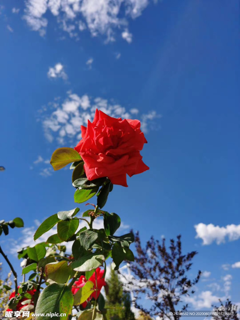 花 蓝天