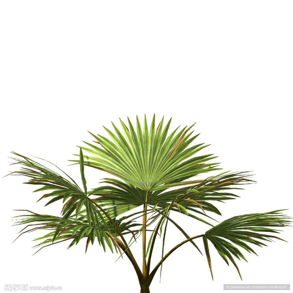 芭蕉叶树叶植物绿植装饰海报素材