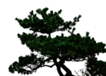 松树迎客松植物合成海报素材