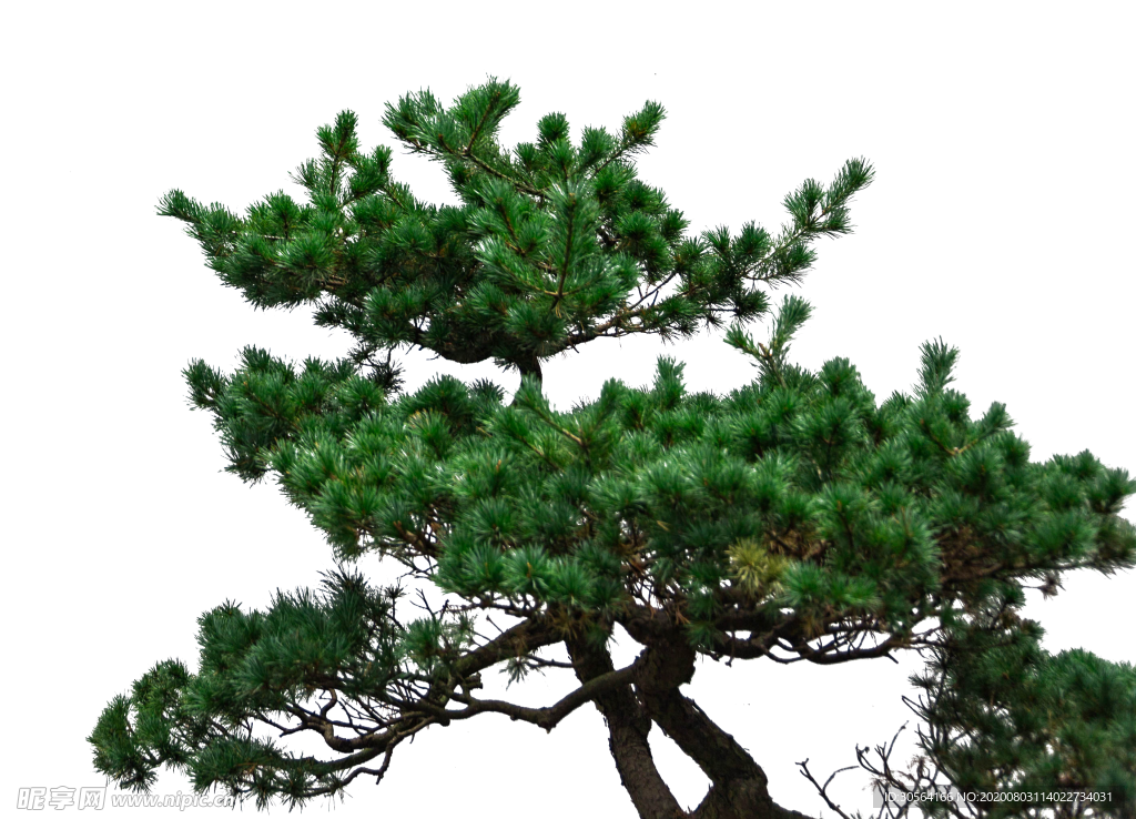 松树迎客松植物合成海报素材