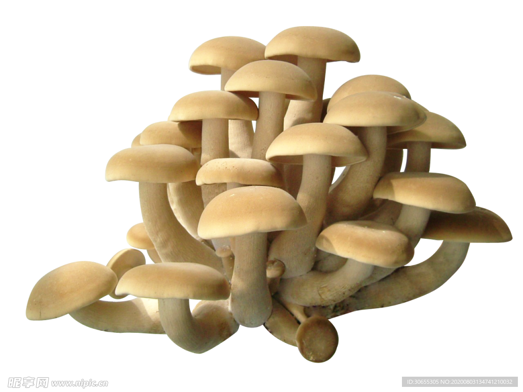金针菇 蘑菇 平菇 瓶装