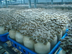 蘑菇