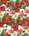 无缝花纹