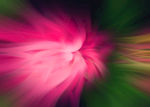 光花