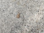 石板上的蜗牛