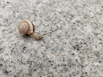 蜗牛