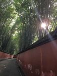 竹林