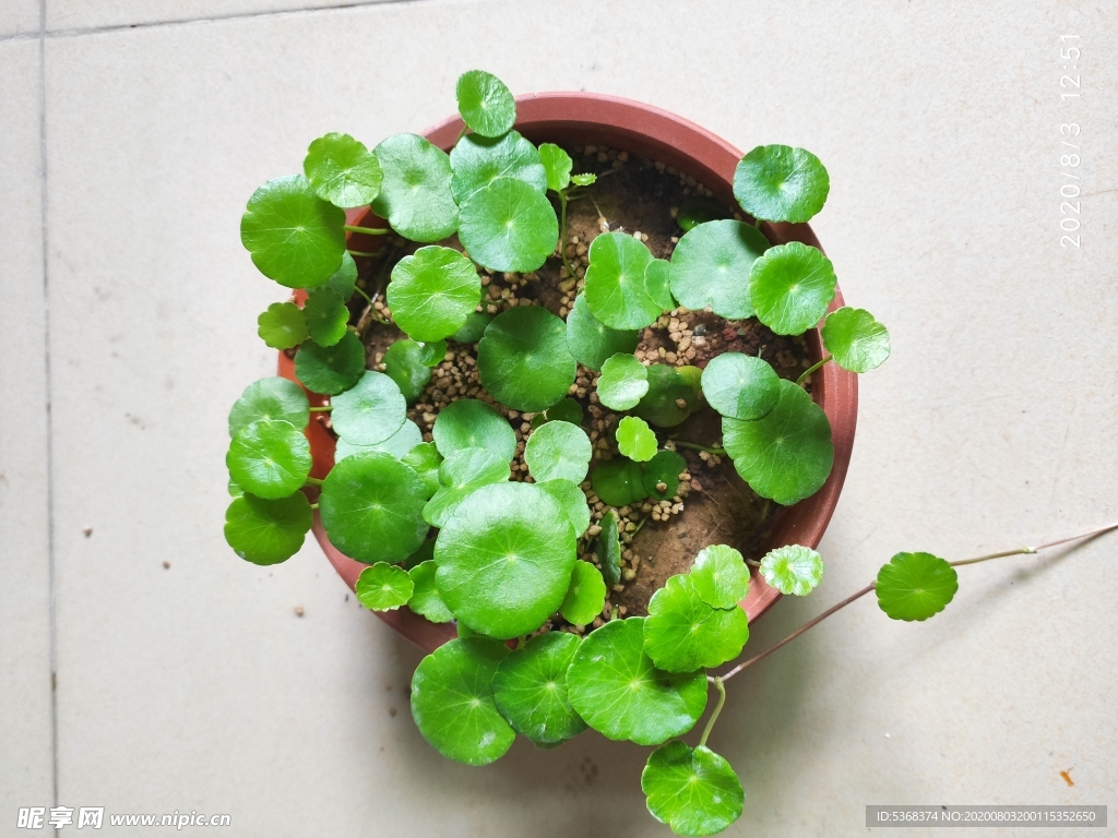 铜钱草 绿植 盆栽 水培植物