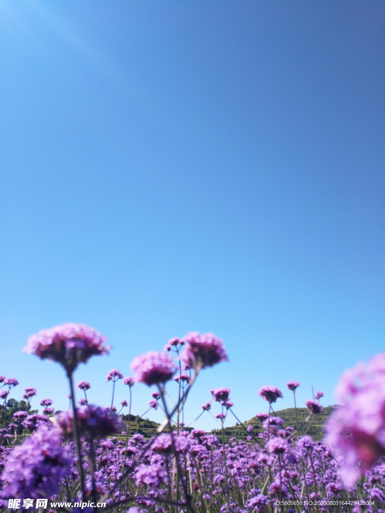 陈堡花海