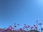陈堡花海