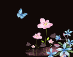 花蝴蝶