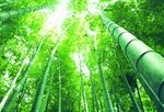 竹林