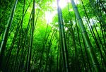 竹林