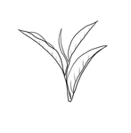 茶叶