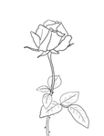 玫瑰花
