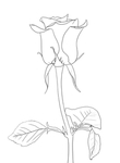 玫瑰花