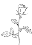 玫瑰花