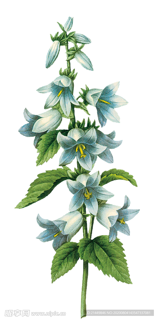 植物花朵