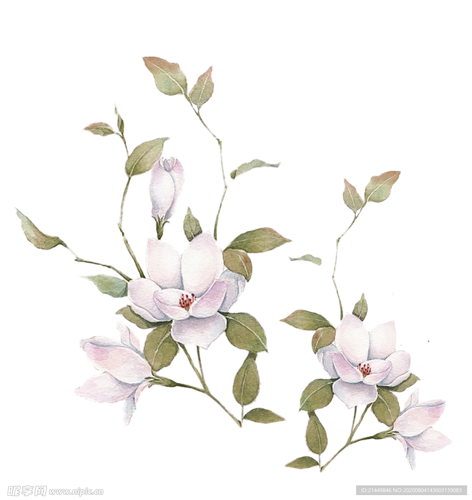 植物花