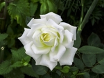 玫瑰花