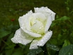 玫瑰花