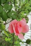 月季花