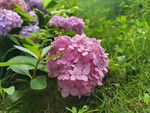 绣球花