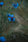 小蓝花草