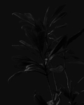 黑色花草