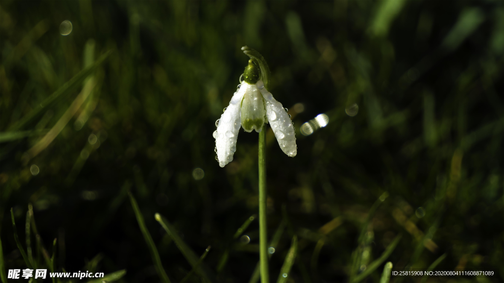 雪花莲