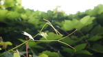 花卉摄影