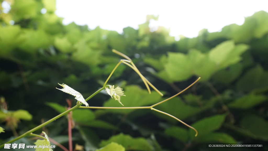 花卉摄影