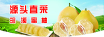 琯溪蜜柚