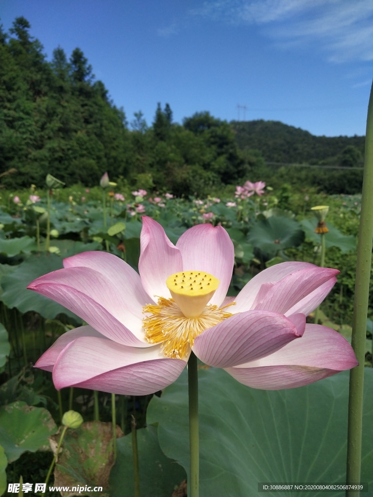 荷花