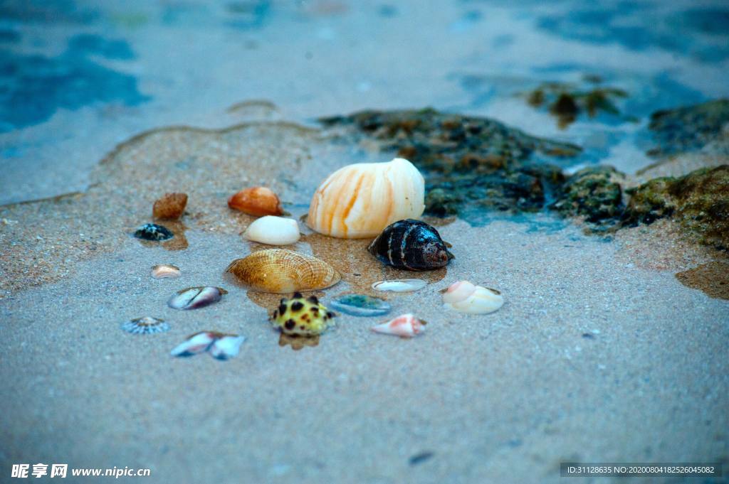 海水 贝壳